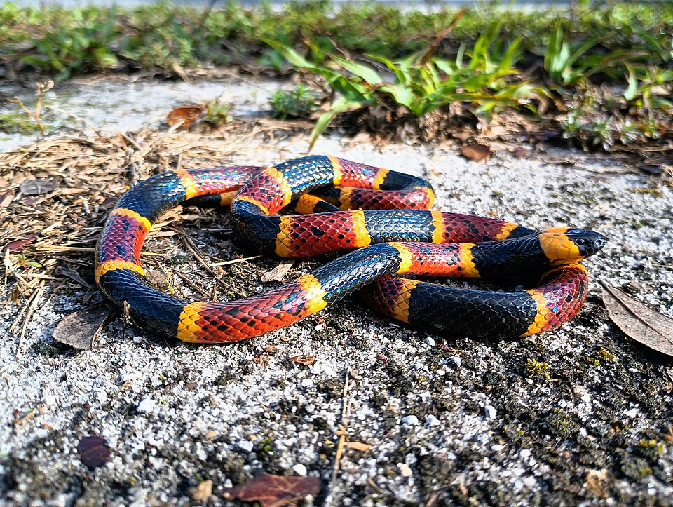 Eastern coral snake
