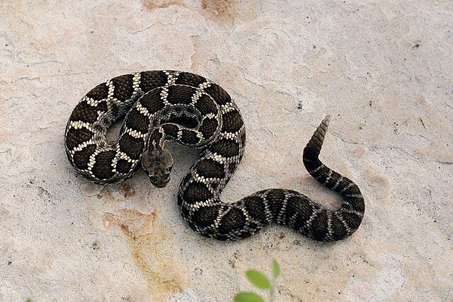 Arizona Black Rattlesnake