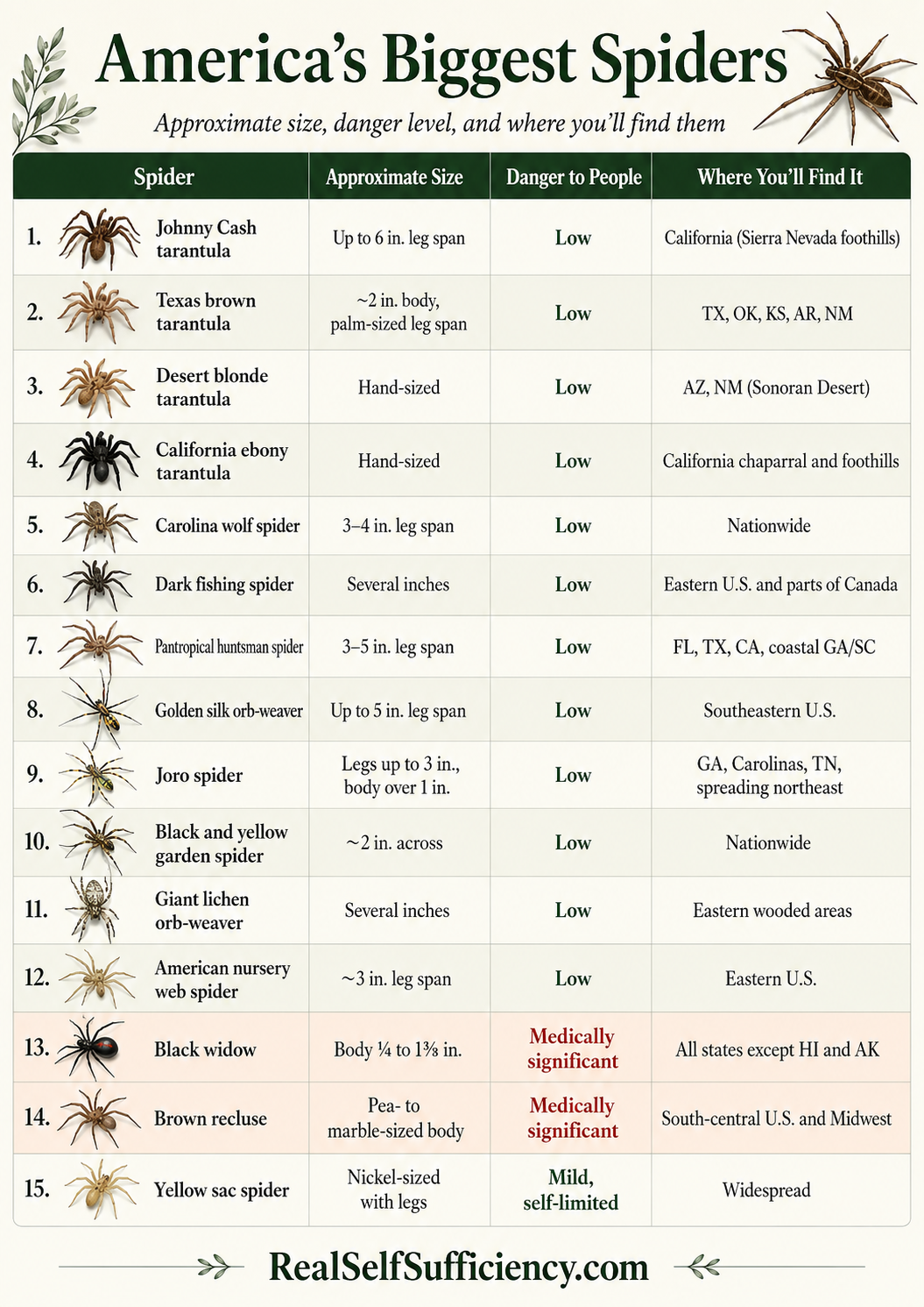 Infographic showing the biggest spiders in America and their characteristics.