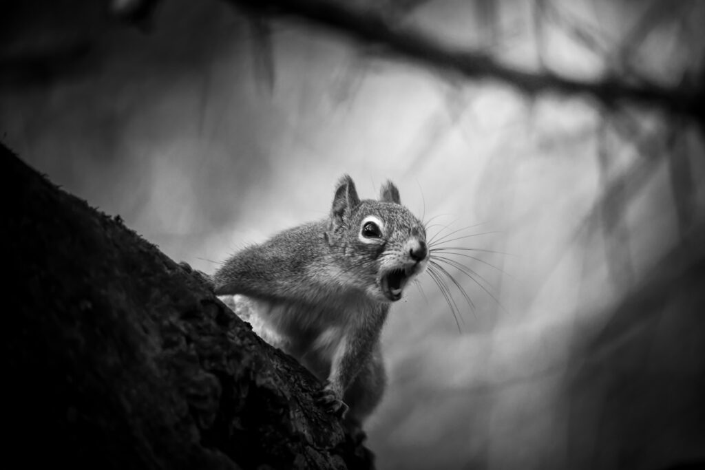 Squirrel shouting
