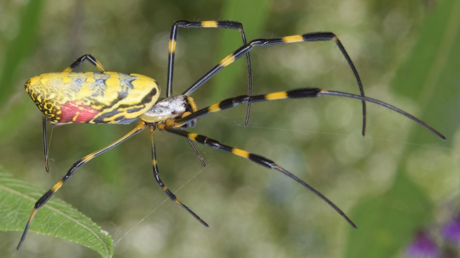 joro spider