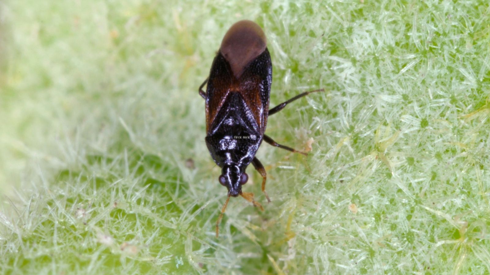 minute pirate bug