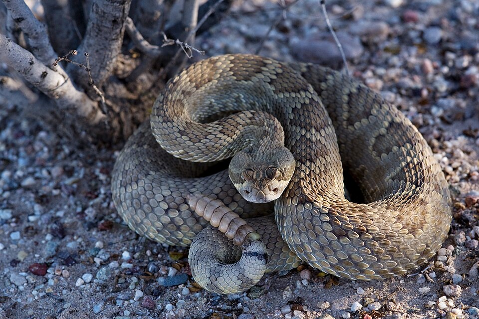 mojave rattlesnake