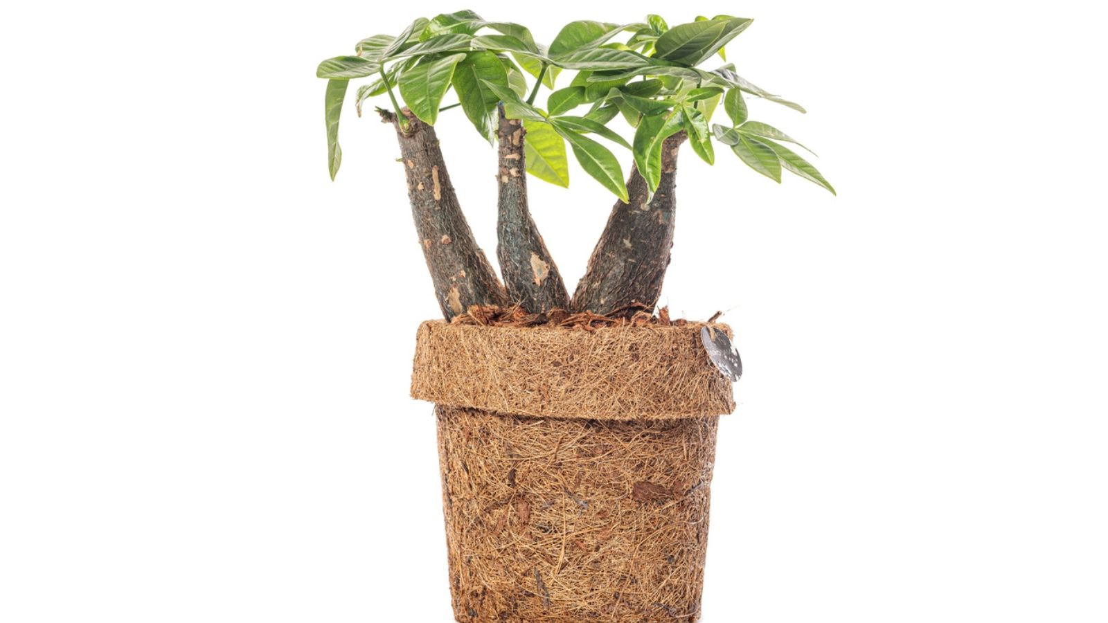 money tree plant of 2026