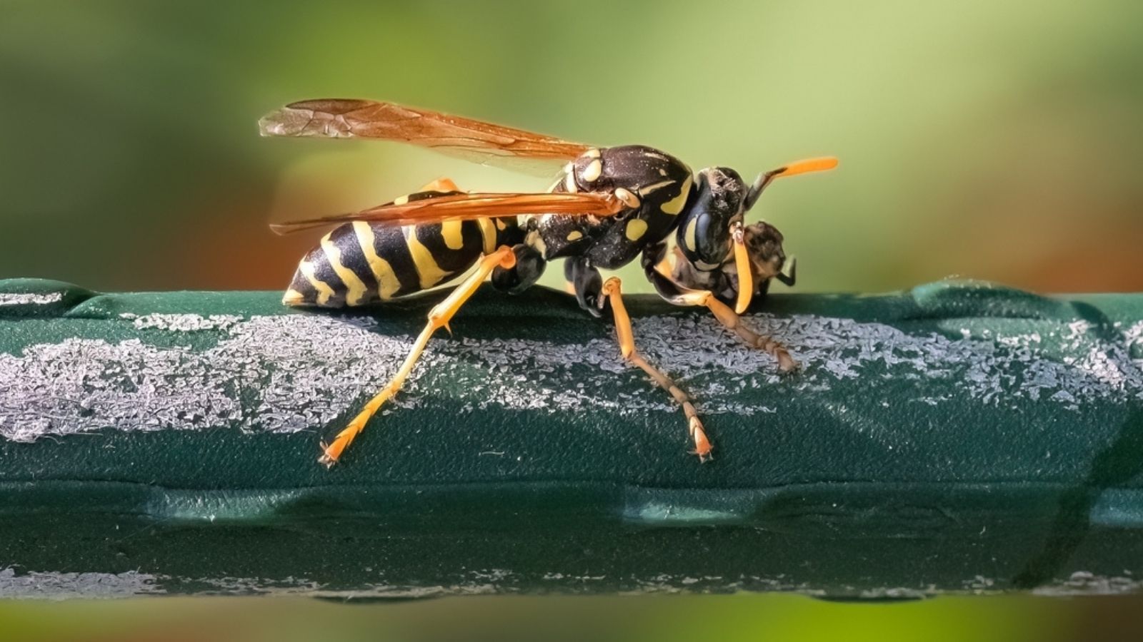 paper wasp