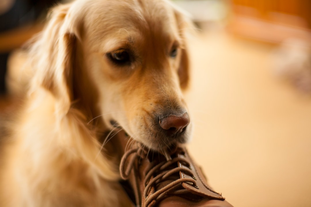 golden retriever biting brown shoe