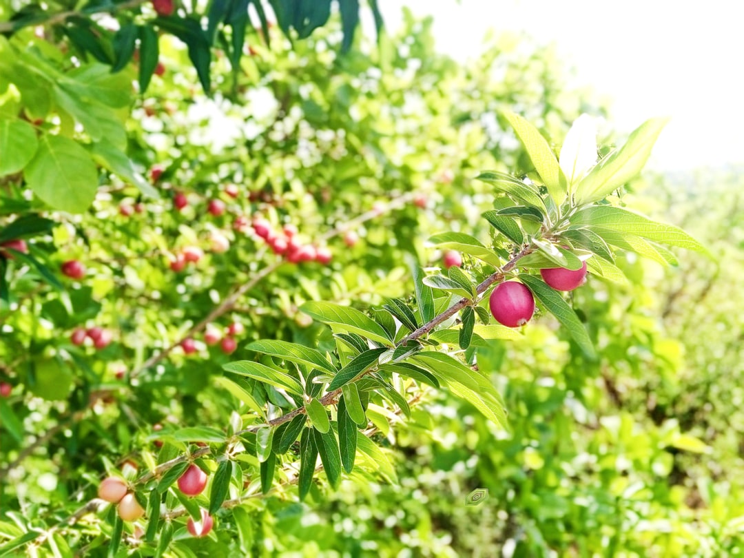 red round fruit on green tree during daytime