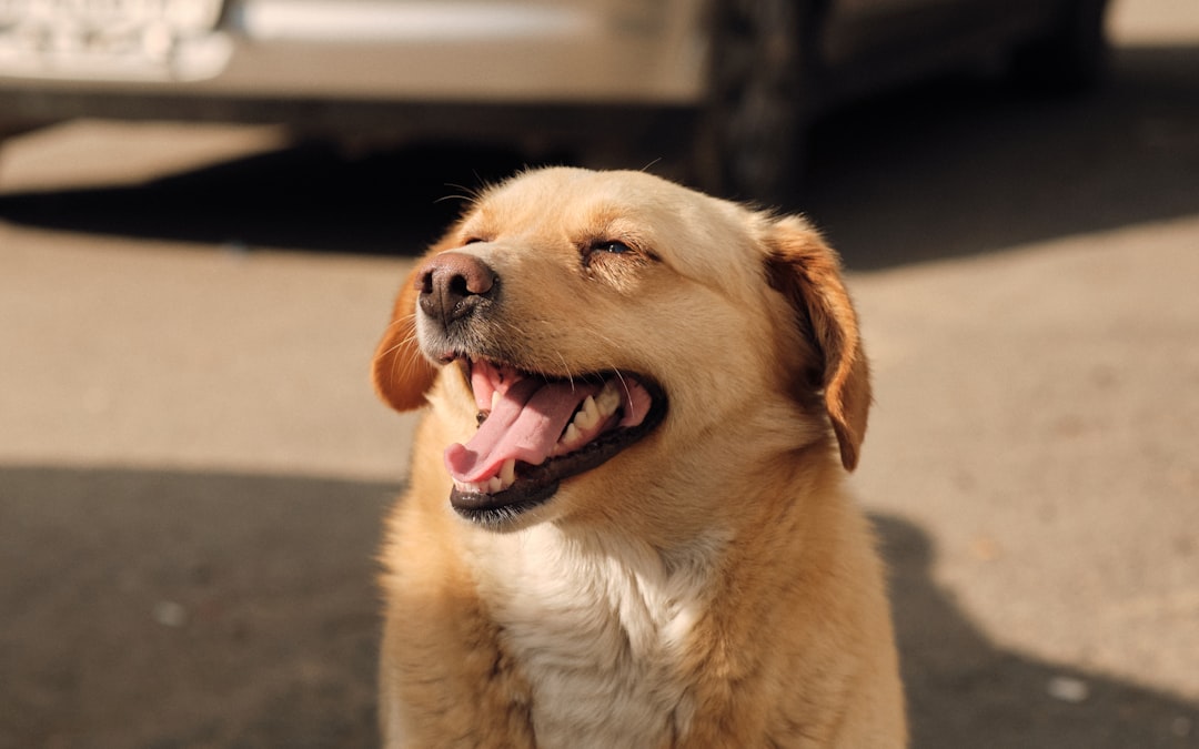 a close up of a dog with a car in the background
