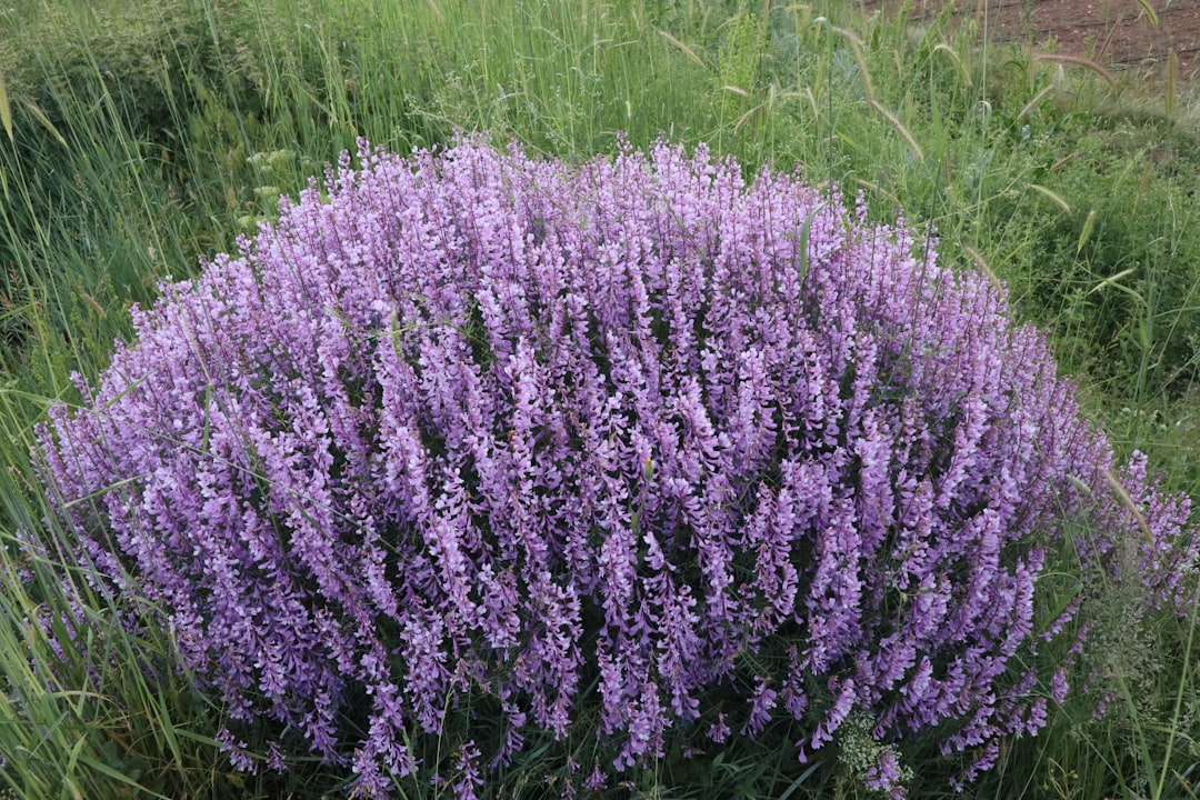 A bush of blooming lavender flowers in a field.