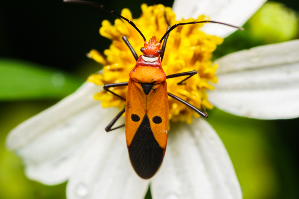 Assassin bug