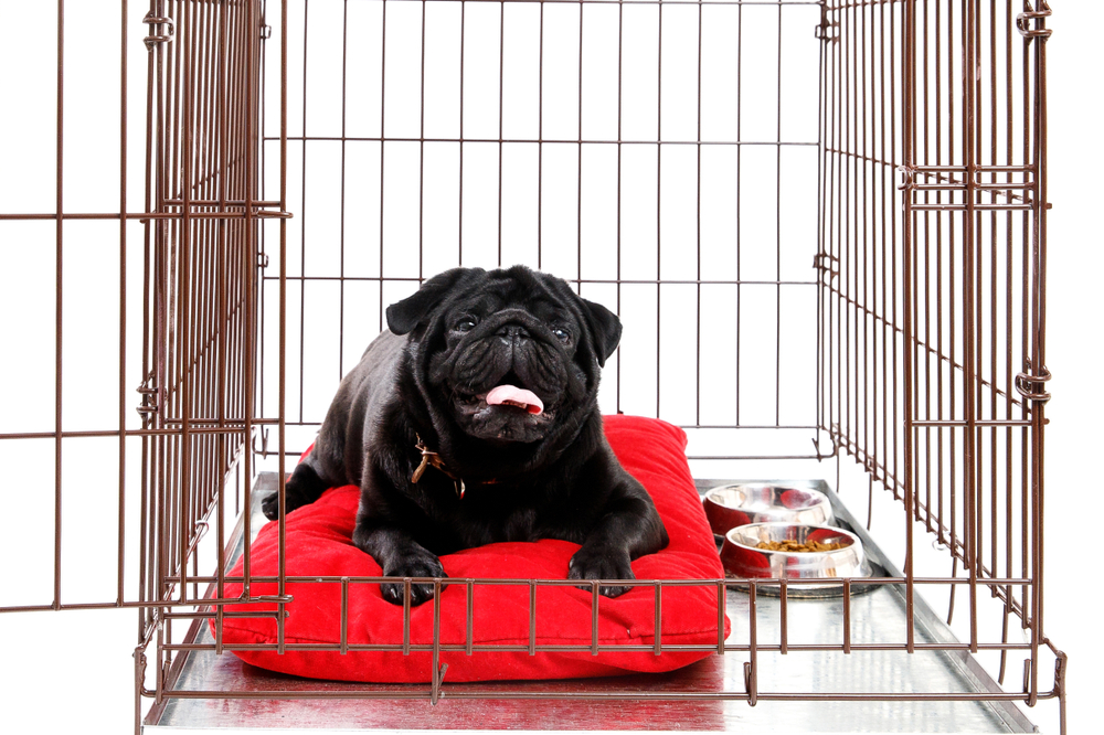 dog happy in dog crate