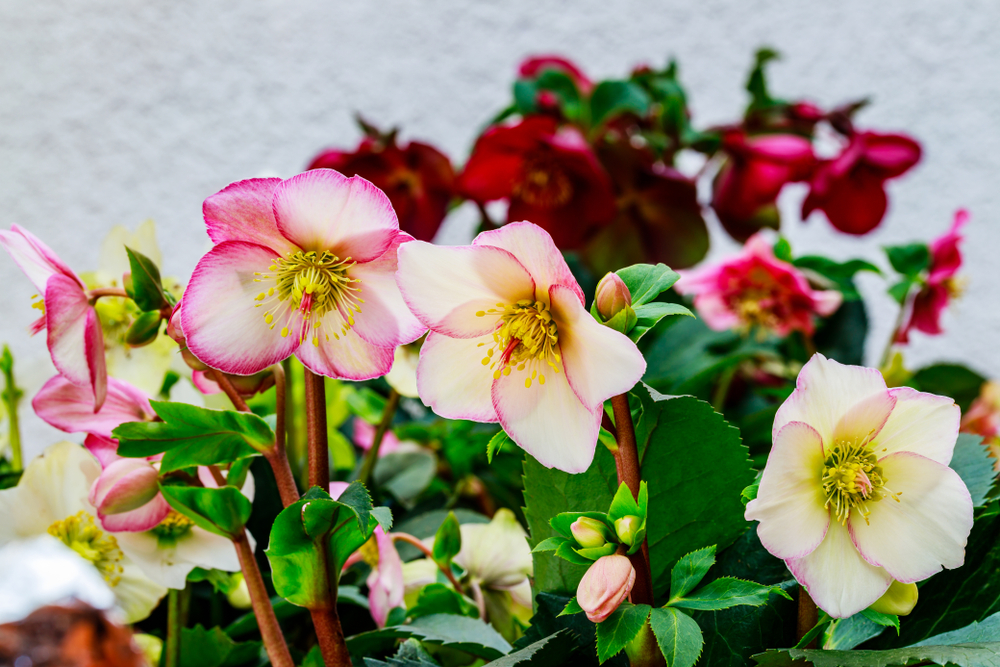 Christmas rose