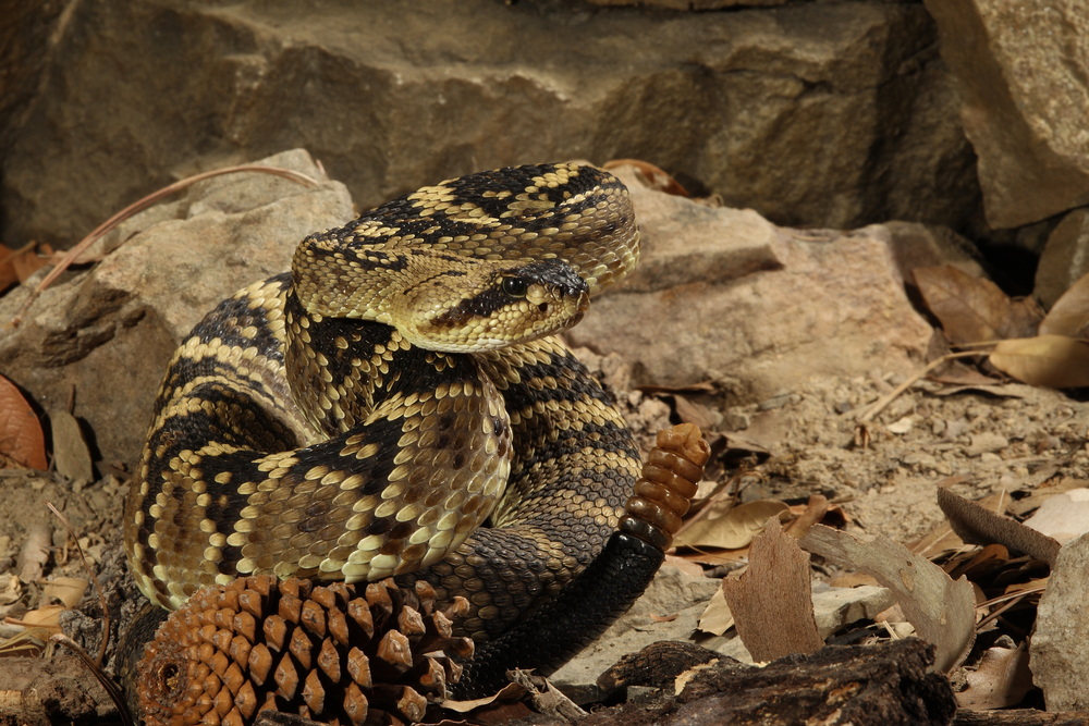 Black-tailed rattlesnake