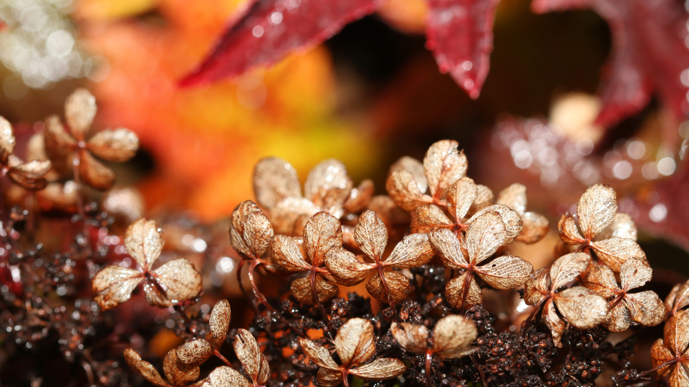 oakleaf hydrangea in winter