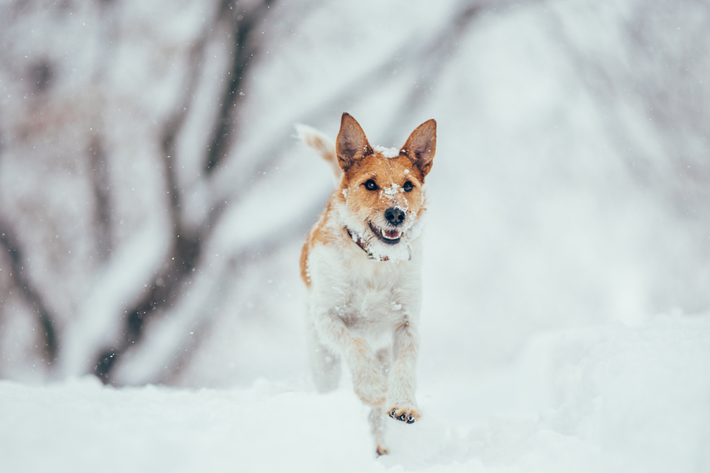 dog running in the snow