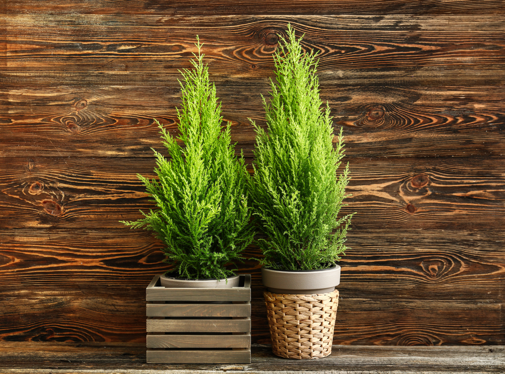 Lemon cypress