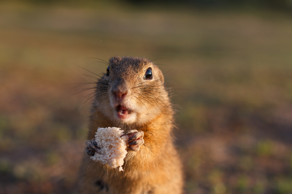 squirrel eating
