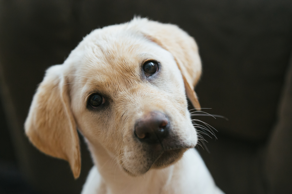dog tilting head