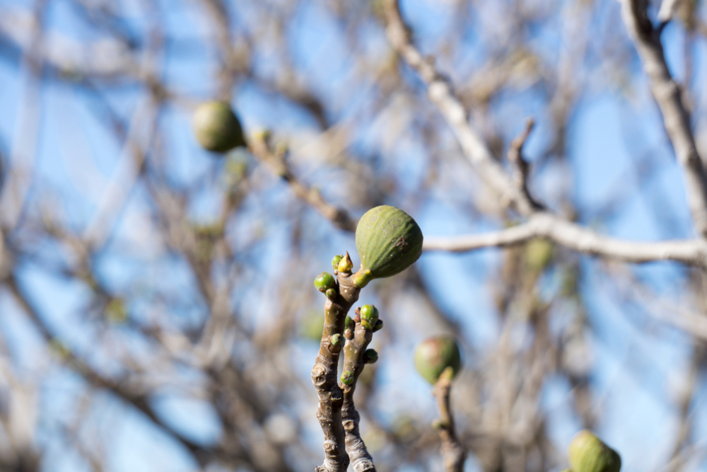 fig tree in winter
