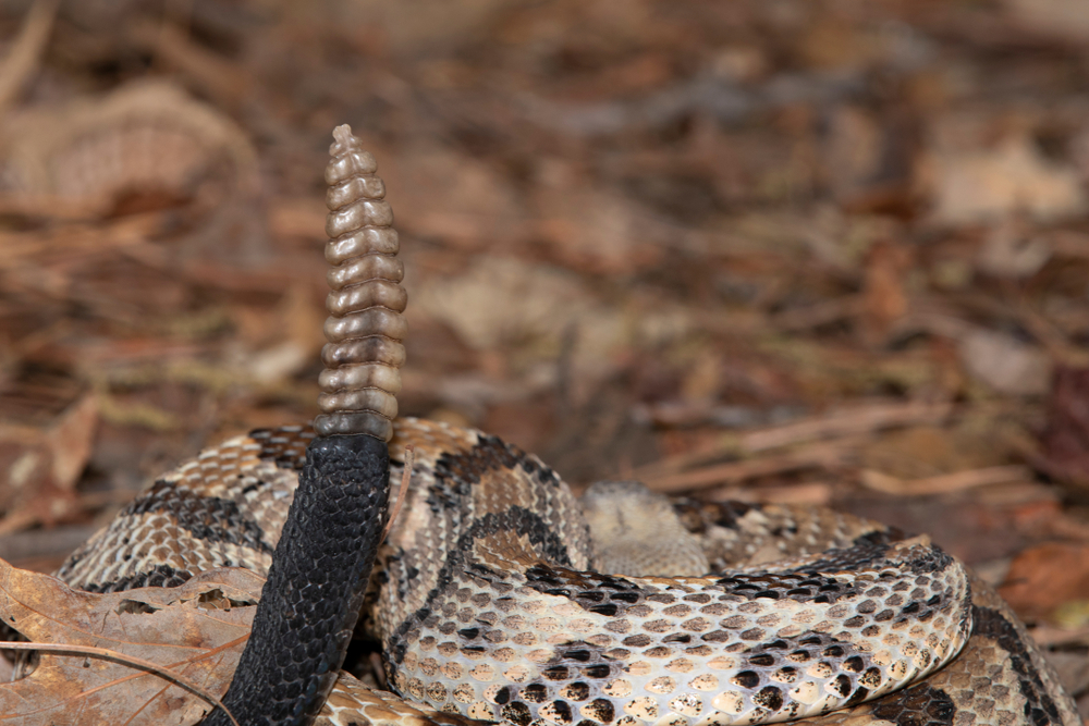Timber rattlesnake