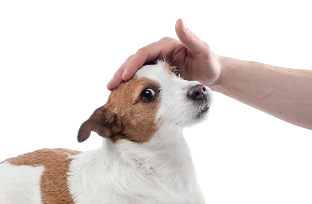 saying hello to a dog