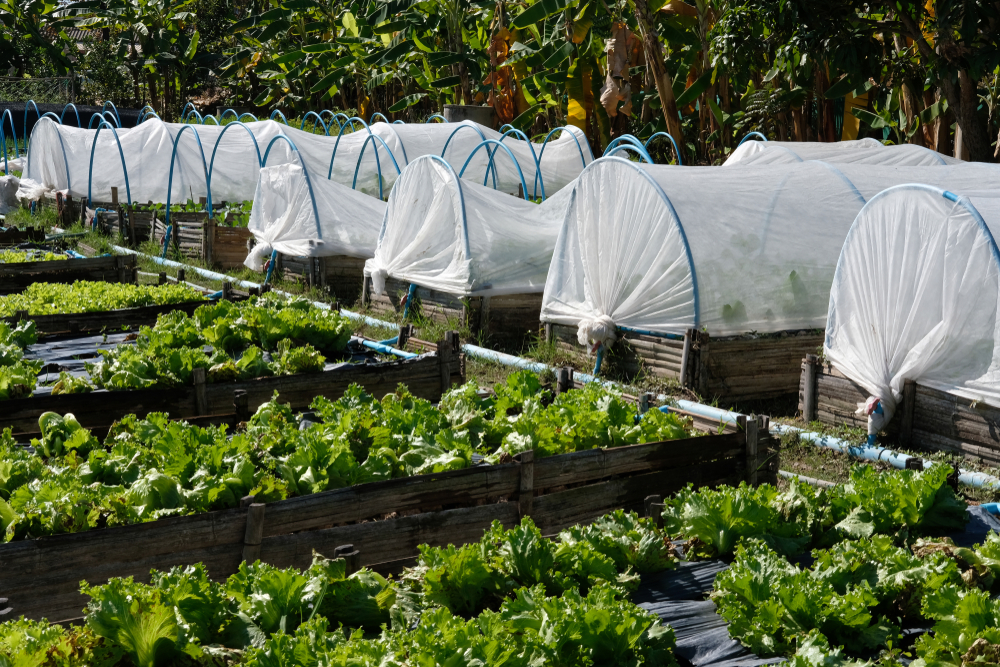 insect netting in the garden