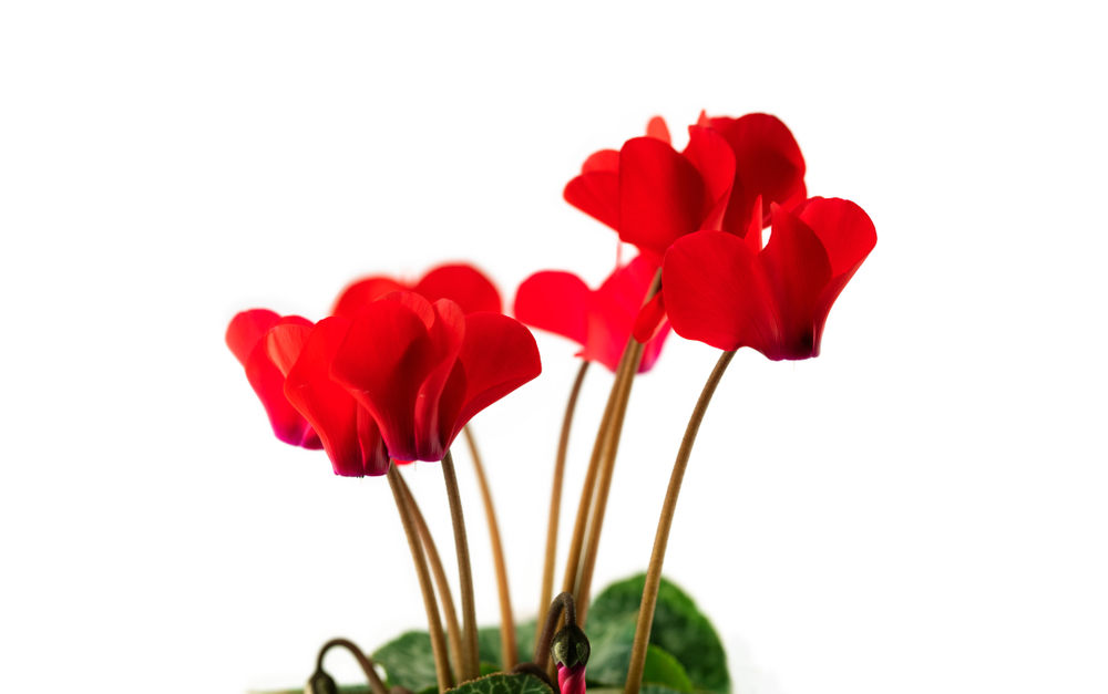 Cyclamen