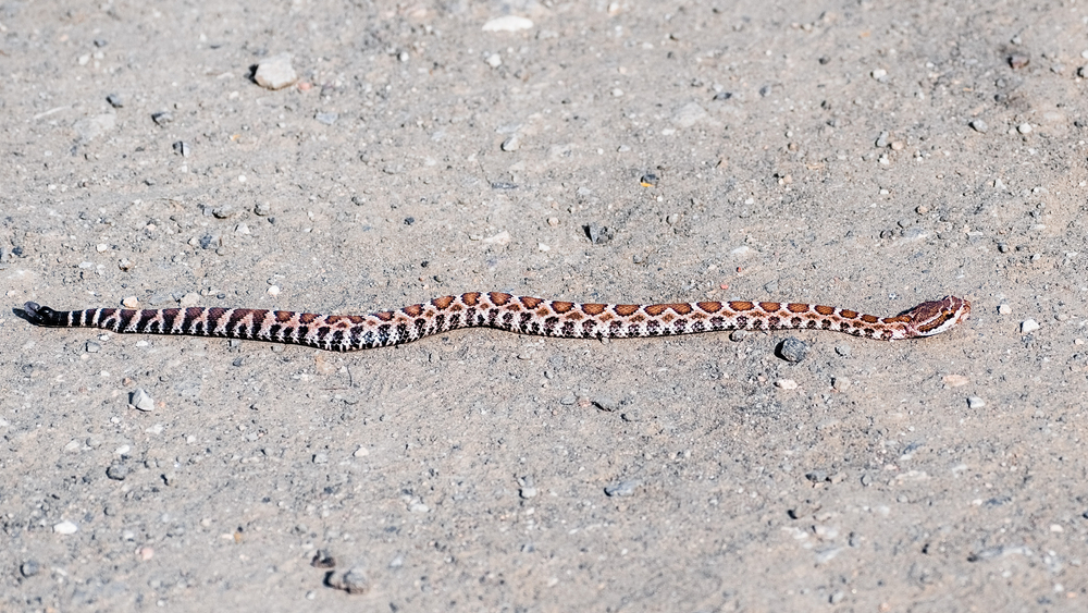young Crotalus oreganus helleri