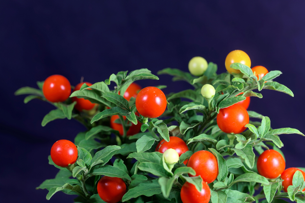 Jerusalem Cherry