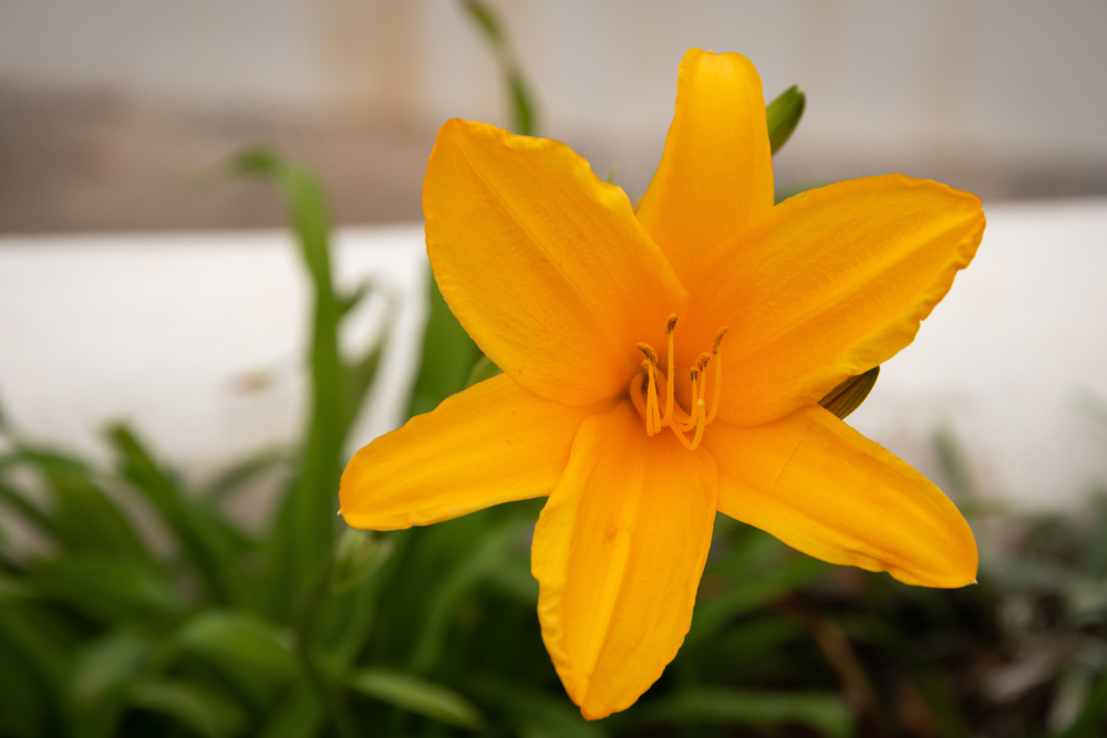 Daylilies