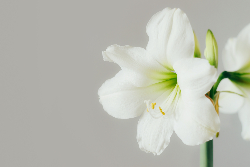 Amaryllis