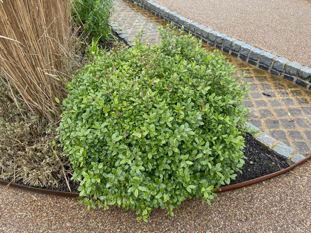 shrubs need watering in winter in dry winters