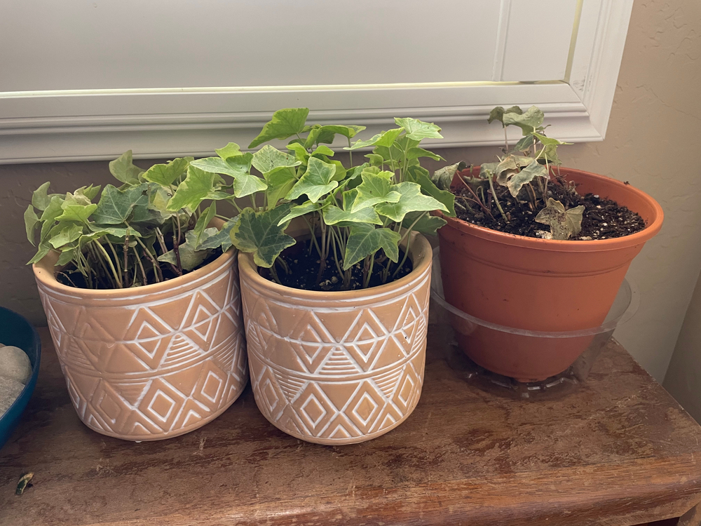English Ivy plant in pot