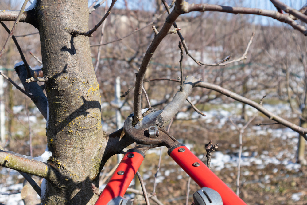 pruning an apple tree in winter