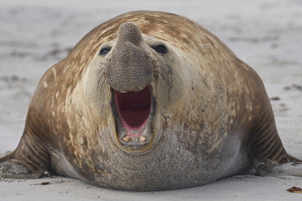 Southern elephant seal
