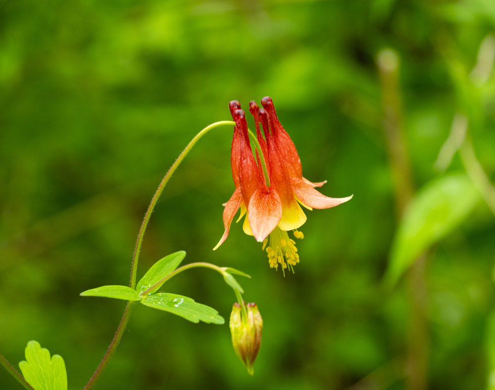 Eastern Red Columbine