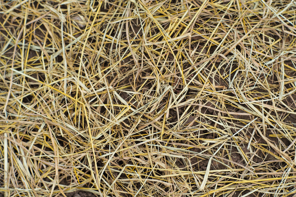 covered soil with straw