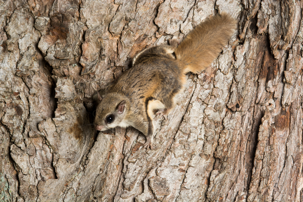 southern flying squirrrel