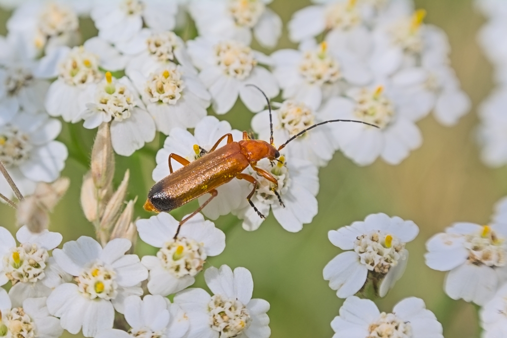 soldier beetle