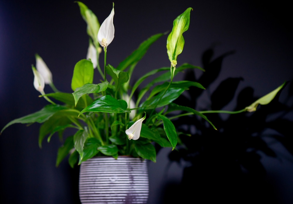 Peace Lily