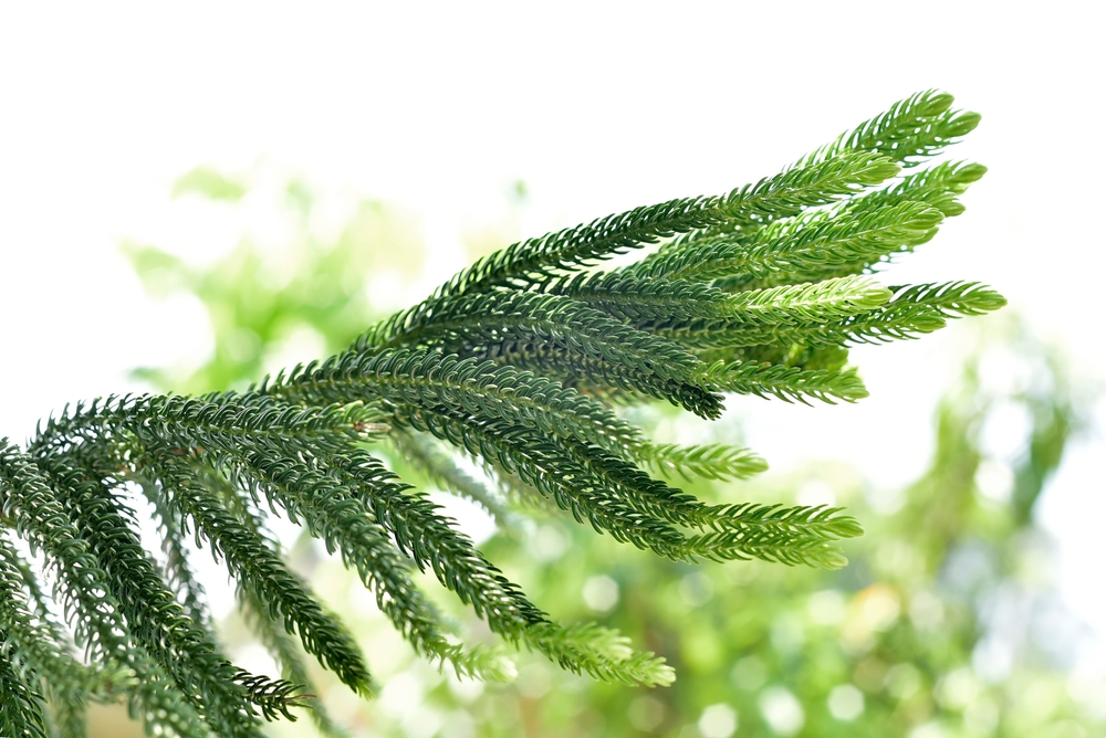Norfolk Island Pine