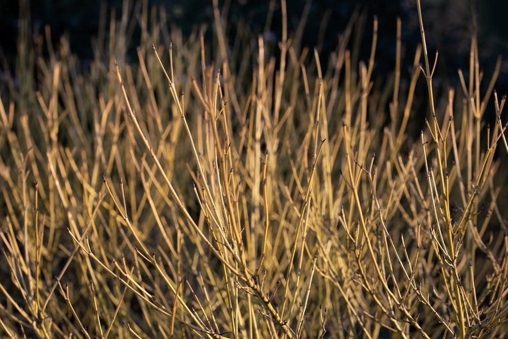 dogwood in winter