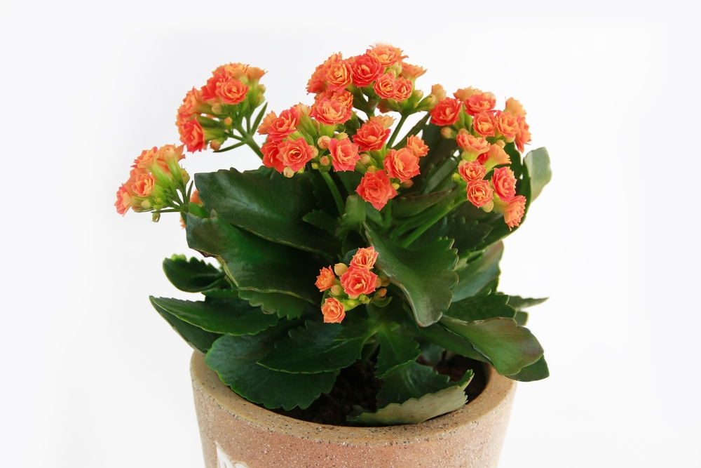 Kalanchoe