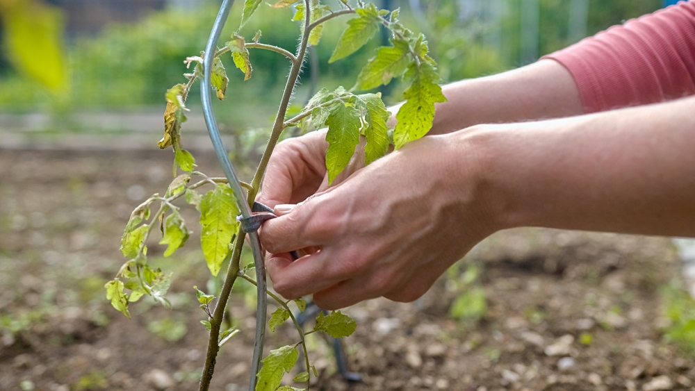 fastening Tomato Seedlings To Spiral Stakes