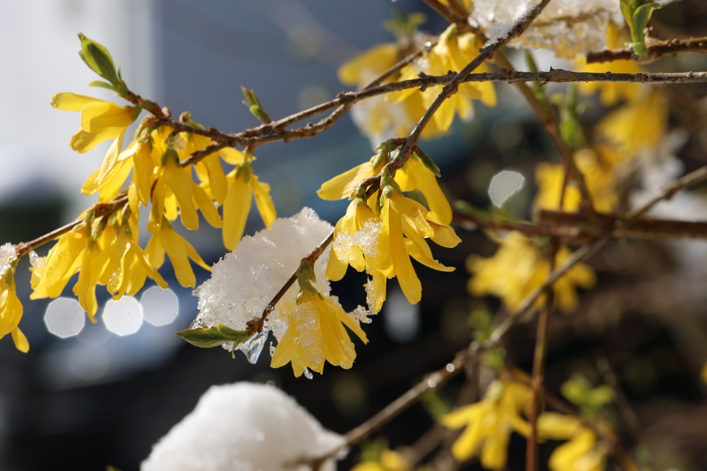 forsythia in winter