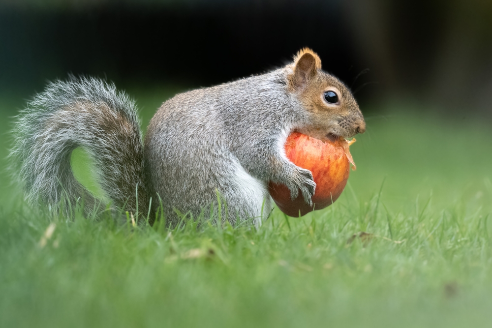 squirrel with a fruit