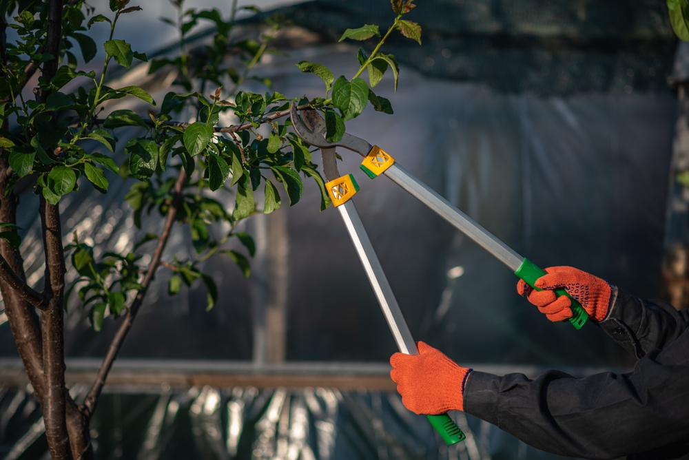 garden loppers