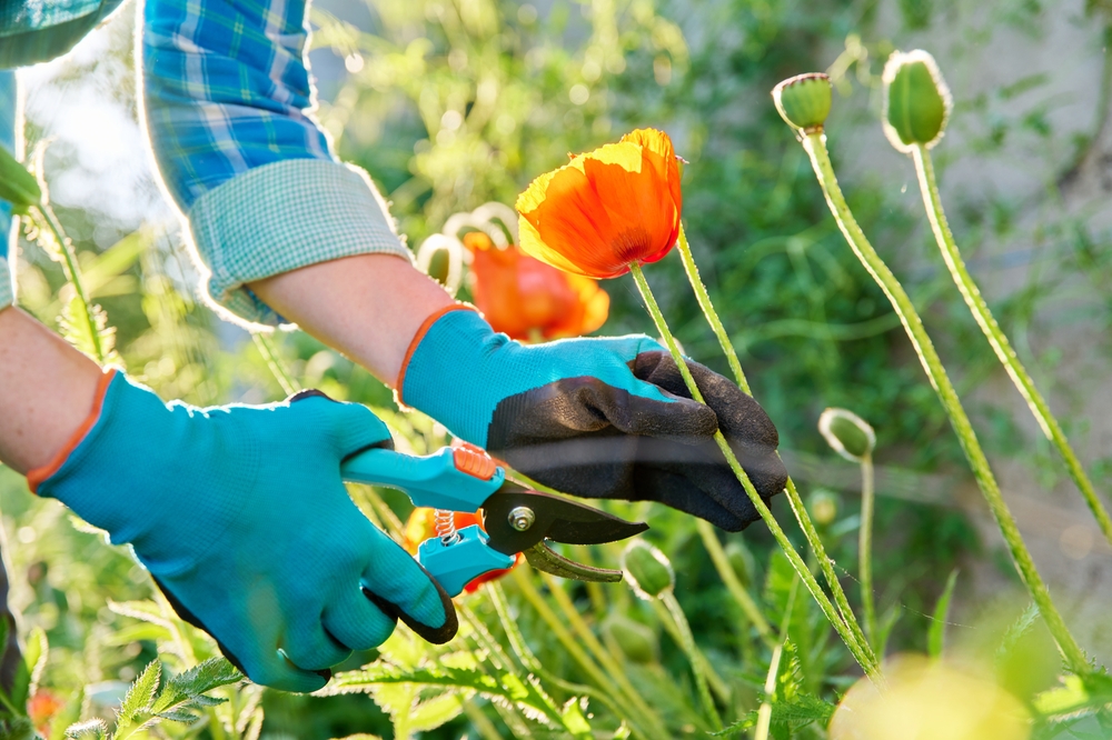 gardening gloves
