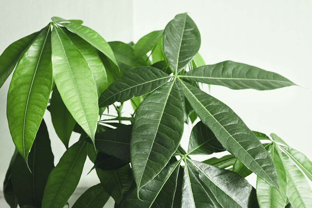 pachira aquatica or money tree