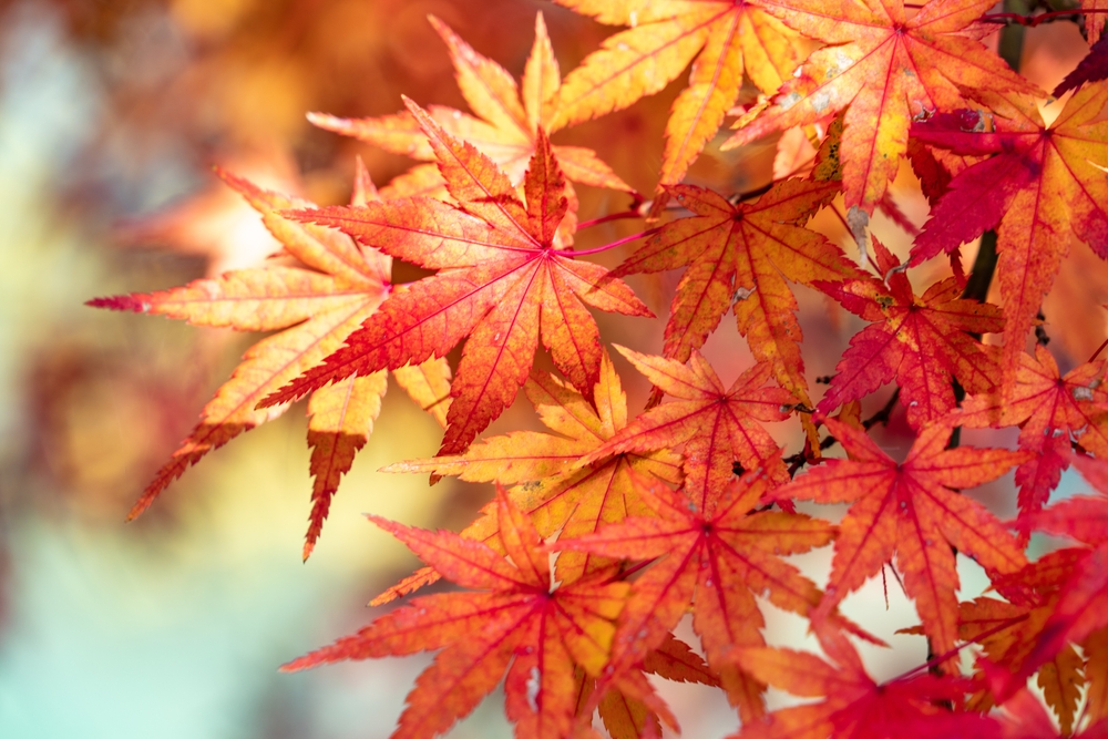 maple tree in winter